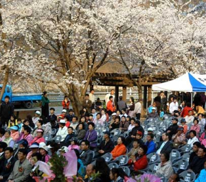 용면추월산벚꽃축제(4월) 