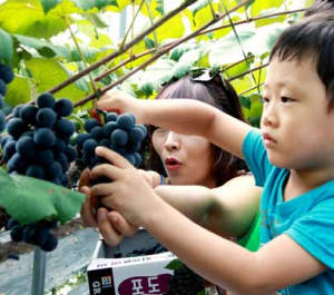 고서포도축제(8월) 